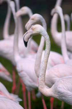 Tatile pembe flamingolar