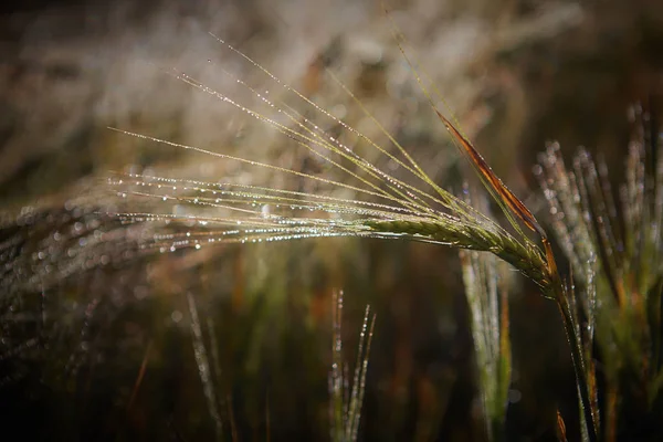 Çiğ Ekecekleri olgunlaşma kulaklar