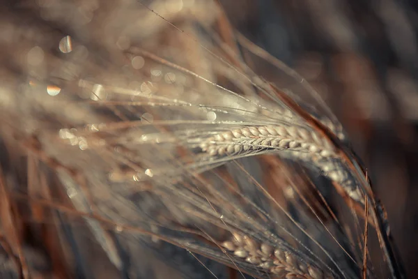 Çiğ Ekecekleri olgunlaşma kulaklar