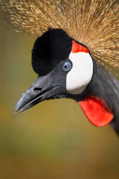 Yumuşak odak taç vinç portresi