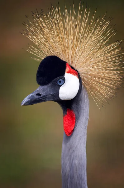 Portrait Crowned Crane Soft Focus — Stock Photo, Image