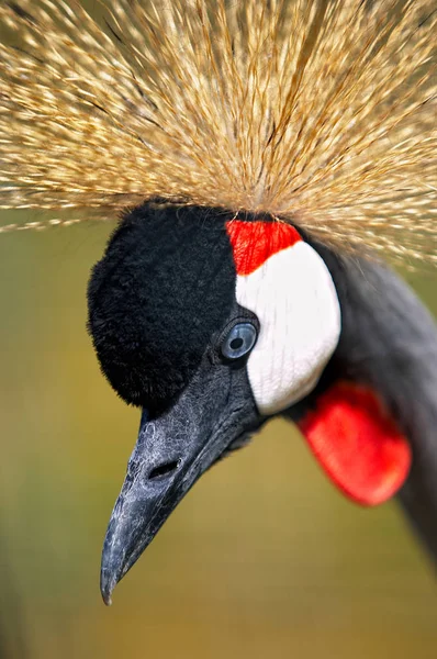 Portret Van Gekroonde Kraan Soft Focus Sea — Stockfoto