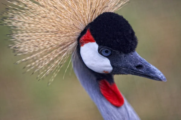 Porträt Eines Gekrönten Kranichs Weichen Fokus — Stockfoto