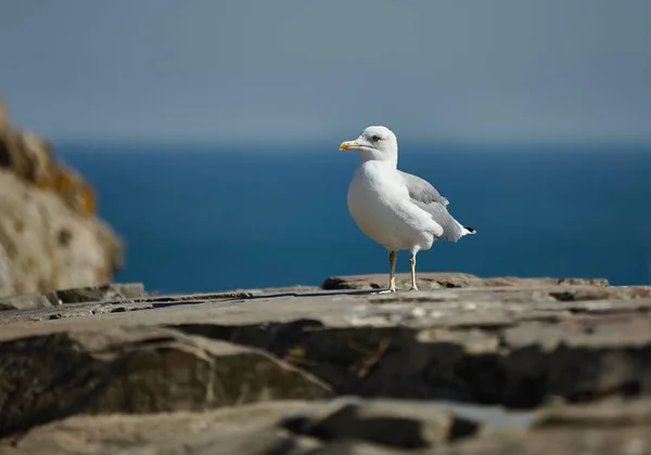 Kayanın üzerinde dinlenme martı