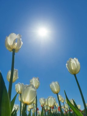 Çiçek açmış laleler