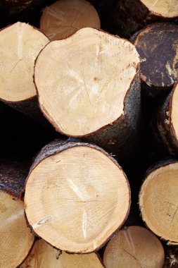 Kesilen orman duvarına