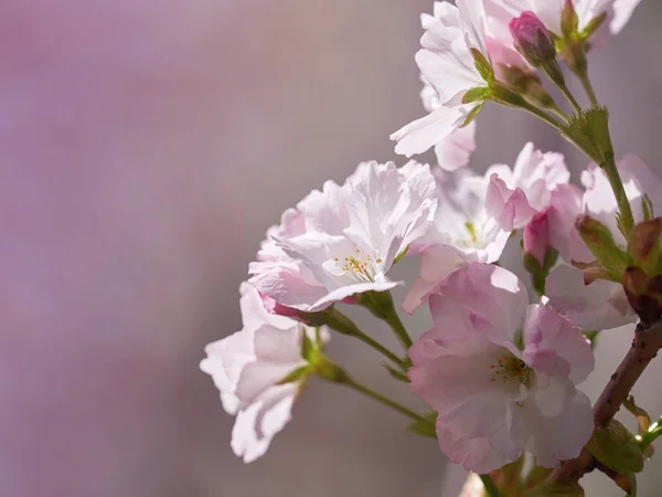 Flor Cerezo Primavera Enfoque Suave —  Fotos de Stock