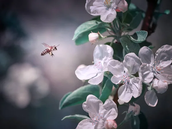 yumuşak odak çiçek için uçan arı     