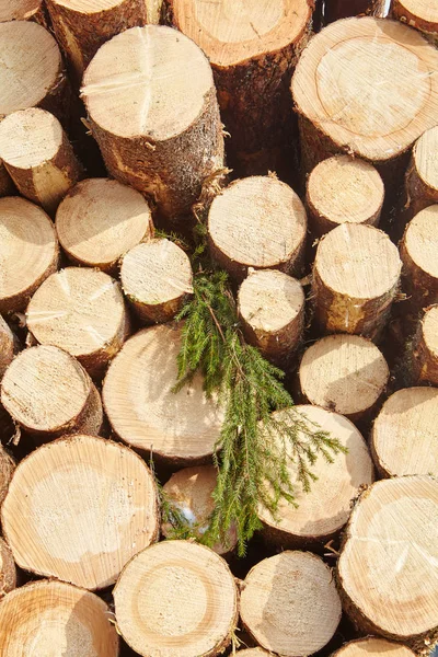 Kesilen orman duvarına