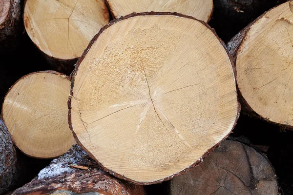 Wall of felled forest