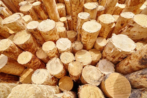 Kesilen orman duvarına