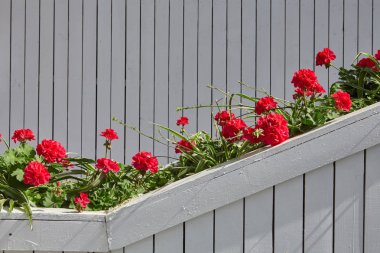 Beyaz bir duvar önünde kırmızı Sardunya çiçekleri