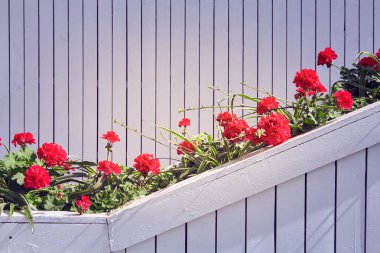 Beyaz bir duvar önünde kırmızı Sardunya çiçekleri