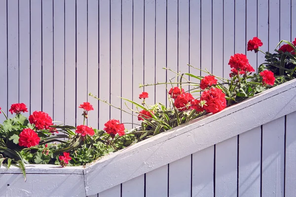 Beyaz bir duvar önünde kırmızı Sardunya çiçekleri