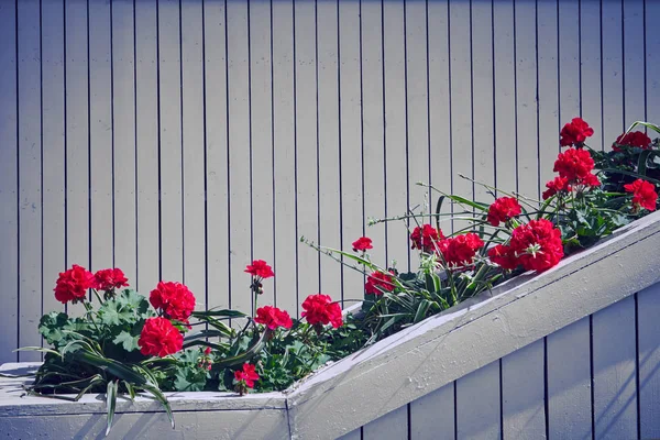 Beyaz bir duvar önünde kırmızı Sardunya çiçekleri