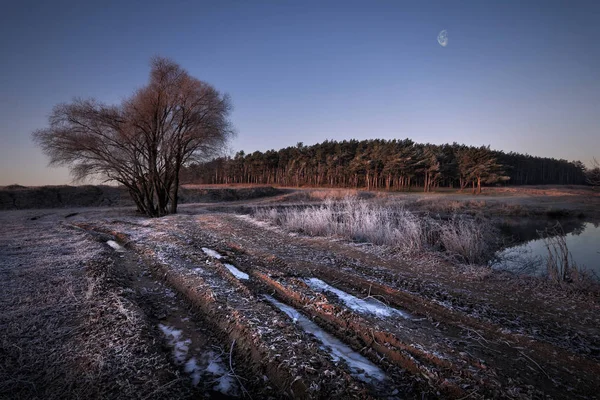 Çam ormanı yakınındaki kış başında sabah erken saatlerde