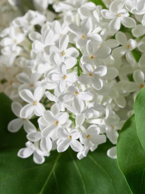 Beyaz yumuşak odak leylak     