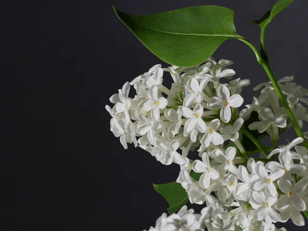 Beyaz yumuşak odak leylak     