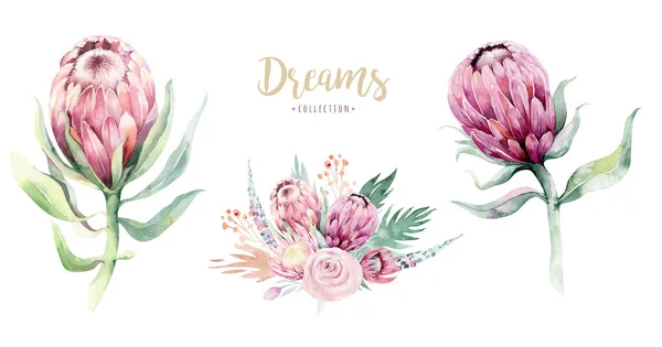 Dibujo Mano Acuarela Aislada Ilustración Floral Con Protea Rosa Hojas — Foto de Stock