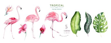 El flamingo suluboya tropikal kuşlar set çekilmiş. Egzotik kuş illüstrasyonlar, orman ağacı, Brezilya trendy gül. Kumaş tasarım için mükemmel. Aloha koleksiyonu.
