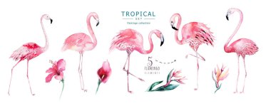 El flamingo suluboya tropikal kuşlar set çekilmiş. Egzotik kuş illüstrasyonlar, orman ağacı, Brezilya trendy gül. Kumaş tasarım için mükemmel. Aloha koleksiyonu.