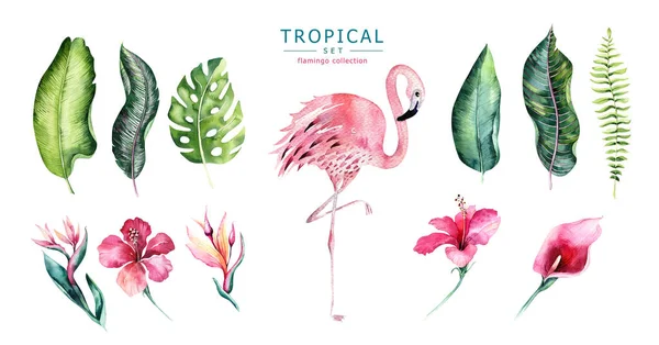 Hand Getekend Flamingo Set Aquarel Tropische Vogels Exotische Steeg Vogel — Stockfoto