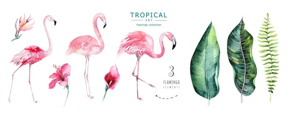 Hand Getekend Flamingo Set Aquarel Tropische Vogels Exotische Steeg Vogel — Stockfoto