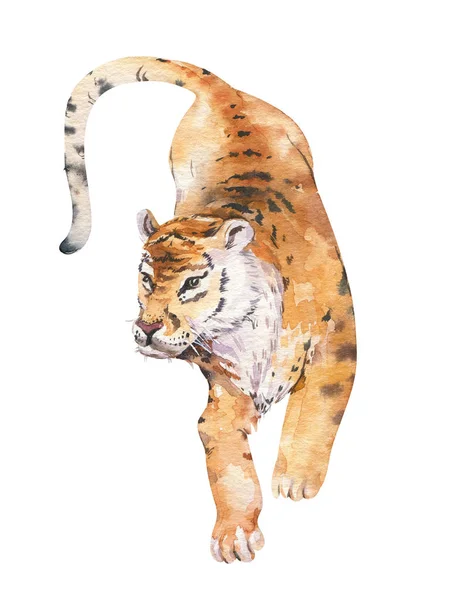 Watercolor tigre tropical animal isolado ilustração, gato selvagem animais axóticos. planta monstera, lianas selva arte. Desenho de impressão facial . — Fotografia de Stock