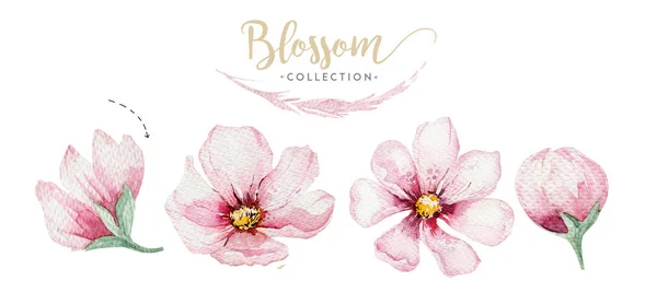 花粉红色的樱花花环在水彩画风格与白色背景 集夏季绽放的樱花分枝装饰 — 图库照片
