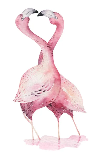 Handgezeichnete Aquarell Tropischen Vögeln Satz Von Flamingos Exotische Rosenvogel Illustrationen — Stockfoto