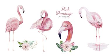 El flamingo suluboya tropikal kuşlar set çekilmiş. Egzotik kuş illüstrasyonlar, orman ağacı, Brezilya moda sanat gül. Kumaş tasarım için mükemmel. Aloha koleksiyonu.