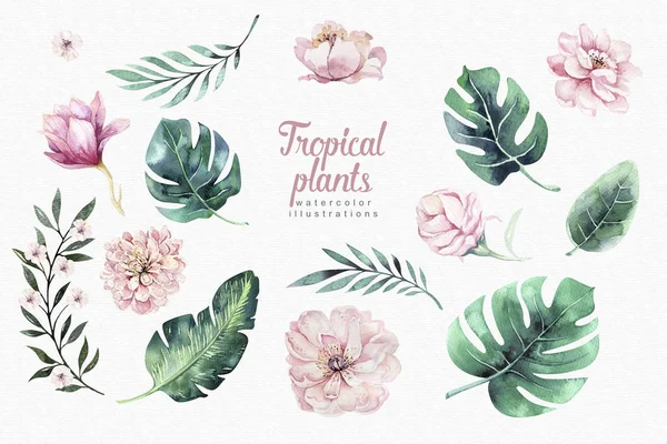 Acquerello disegnato a mano uccelli tropicali set di fenicottero. Illustrazioni esotiche di uccelli rosa, albero della giungla, arte di tendenza brasiliana. Perfetto per il design del tessuto. Collezione Aloha . — Foto Stock