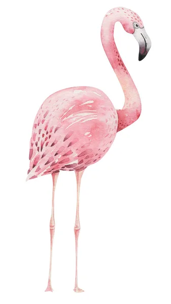 El flamingo suluboya tropikal kuşlar set çekilmiş. Egzotik kuş illüstrasyonlar, orman ağacı, Brezilya moda sanat gül. Kumaş tasarım için mükemmel. Aloha koleksiyonu. — Stok fotoğraf