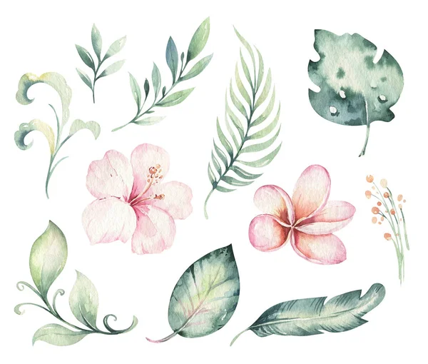 Hand drawn watercolor tropical flower set. Exotic palm leaves, jungle tree, brazil tropic botanical decoration botany elements and flowers. Perfect for fabric design. Aloha collection.