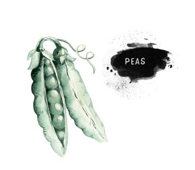 Sebzeler sağlıklı yeşil organik el vitamini bezelye taze illüstrasyonlu suluboya diyet menüsü. Beyaz çizimde izole edilmiş..