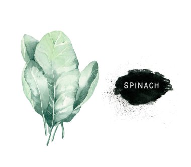 Sebzeler, sağlıklı yeşil organik el, ıspanak resimli suluboya diyet menüsü. Beyaz çizimde izole edilmiş..