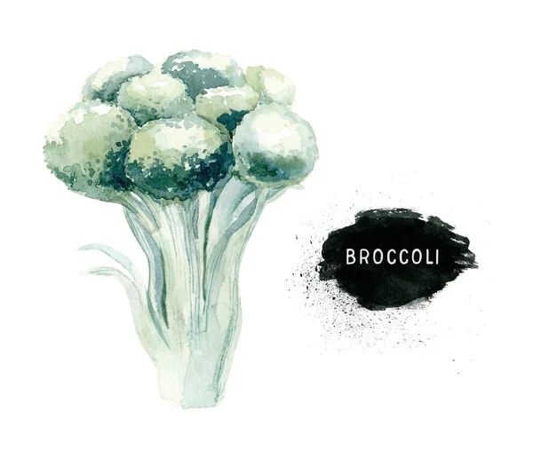 Zöldségek vitamin egészséges zöld organikus kézzel rajzolt akvarell étrend menü brokkoli friss illusztráció. Fehér vázlaton elkülönítve. — Stock Fotó