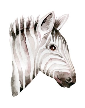 Afrika suluboya savana zebra hayvanı. Afrika Safari şirin hayvan portresi. Duvar kağıdı baskısı, ambalaj, davetiyeler, düğün tasarımı için mükemmel.