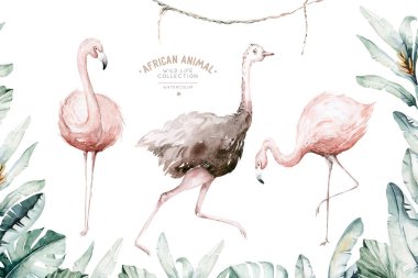 El yapımı suluboya tropikal flamingo ve Afrika flamingolu devekuşu kuşu. Egzotik kuş çizimleri, orman ağacı, Brezilya modası sanatı. Kumaş tasarımı için mükemmel.