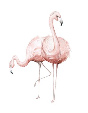 El yapımı suluboya tropik flamingo kuşları. Afrika flamingoları. Egzotik kuş çizimleri, orman ağacı, Brezilya modası sanatı. Kumaş tasarımı için mükemmel.