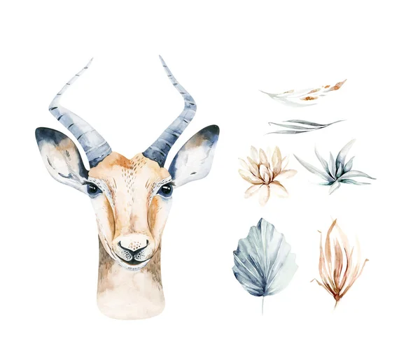 アフリカ水彩サバンナカモシカ 動物のイラスト アフリカのサファリ野生生物エキゾチックな動物の肖像画の文字に直面しています 白のポスターデザインに分離 — ストック写真