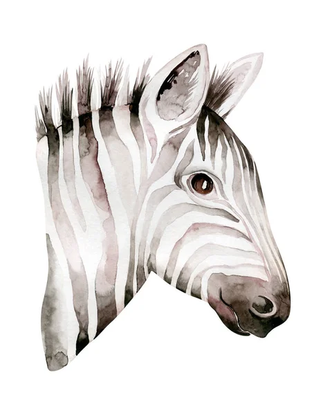 Afrika Akvarell Savanna Zebra Djur Afrikanska Safari Söta Djur Porträtt — Stockfoto