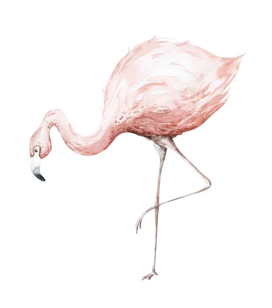 Handgezeichnete Flamingo Aquarell Tropischen Vögeln Satz Von Flamingo Exotische Rosenvogel — Stockfoto