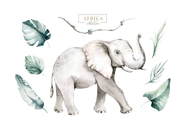 Акварель Фрикасе Животное Слона Изолированы Белом Фоне Плакат Сафари Зоопарке — стоковое фото