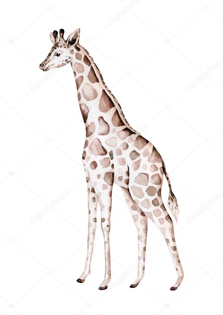 Hand drawn watercolor tropical giraffe decoration. Exotic savannah illustrations, zoo jungle tree, brazil trendy art. Perfect for fabric design