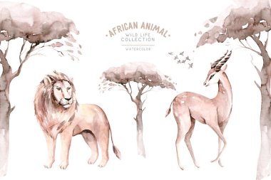 Afrika savanasının suluboya çizimi: aslan ve antilop beyaz arkaplanı izole etti. Safari Hayvanat Bahçesi Vahşi Yaşam.