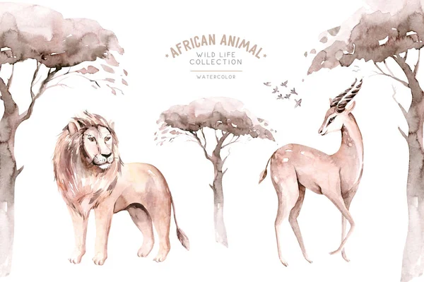 Aquarell Illustration Der Afrikanischen Savanne Tiere Löwe Und Antilope Isoliert — Stockfoto