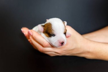 Jack Russell Terrier üç renkli köpek yavrusu, 1 hafta köpek yavrusu eski, siyah arka plan kapalı stüdyo ateş