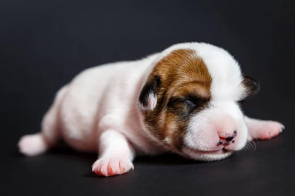 Jack Russell Terrier Chiot Tricolore Semaine Chiot Vieux Tournage Studio — Photo
