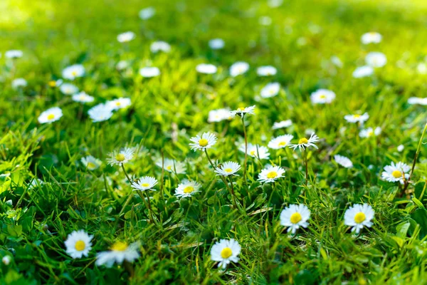 Belle Pelouse Verte Avec Des Fleurs Blanches Camomille Fraîche Éclairées — Photo